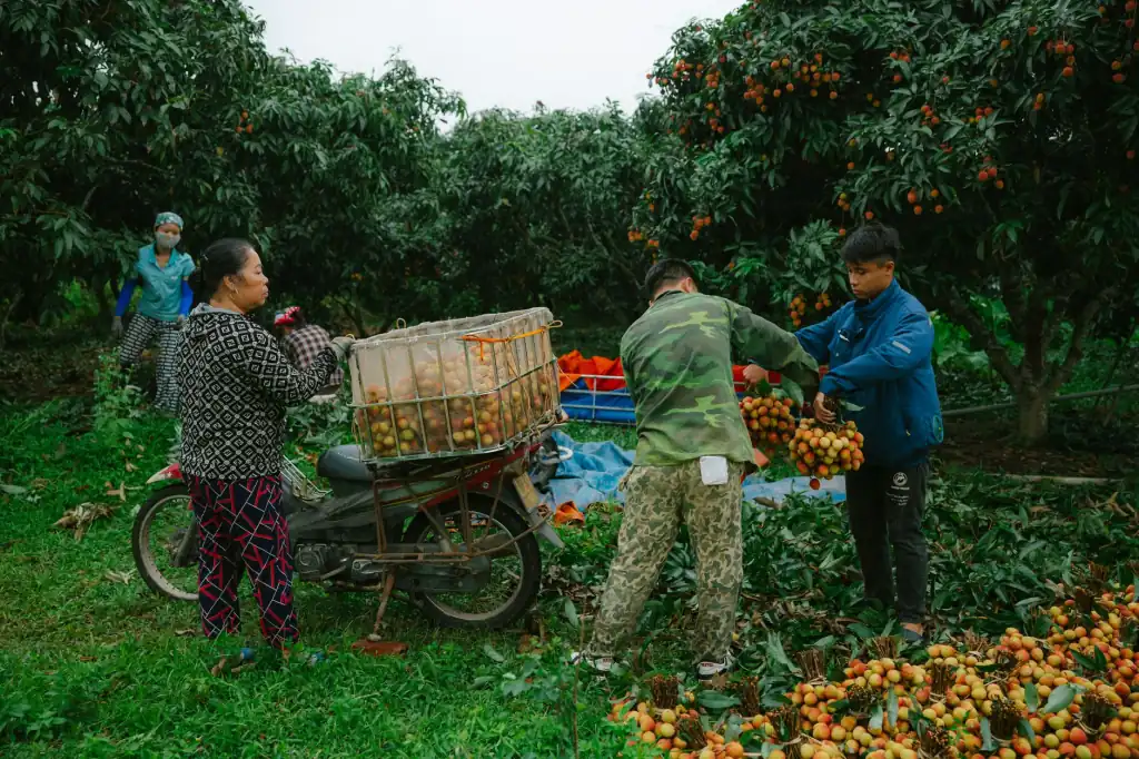 闽南地区蜂胶软胶囊与蜂蜡产品选购实用指南